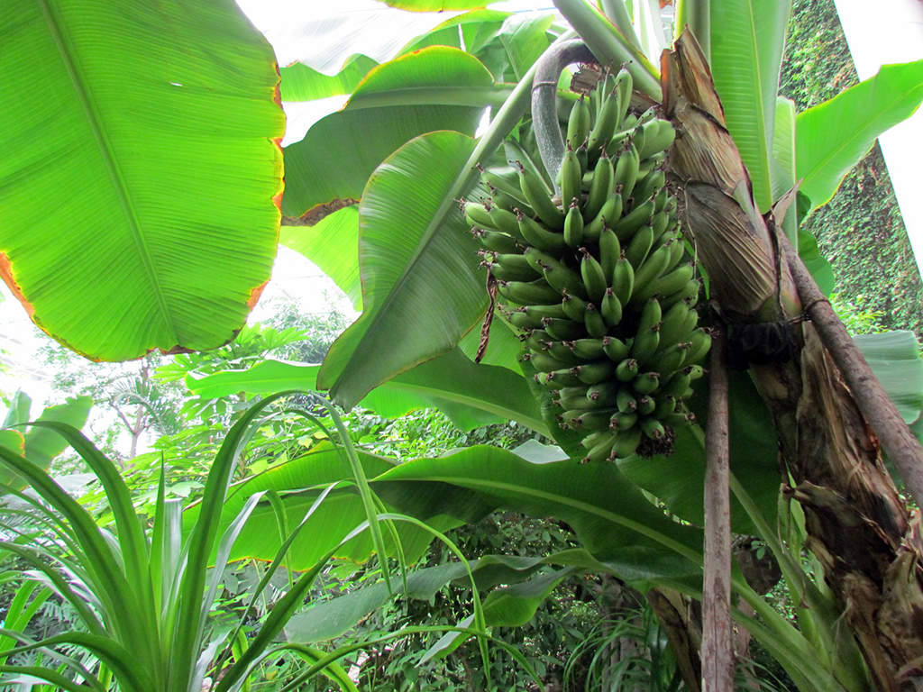 职工公寓生态园内生长的香蕉